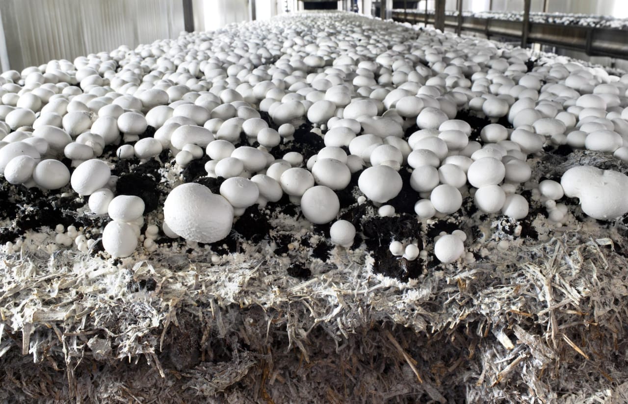 Mushroom Cultivation