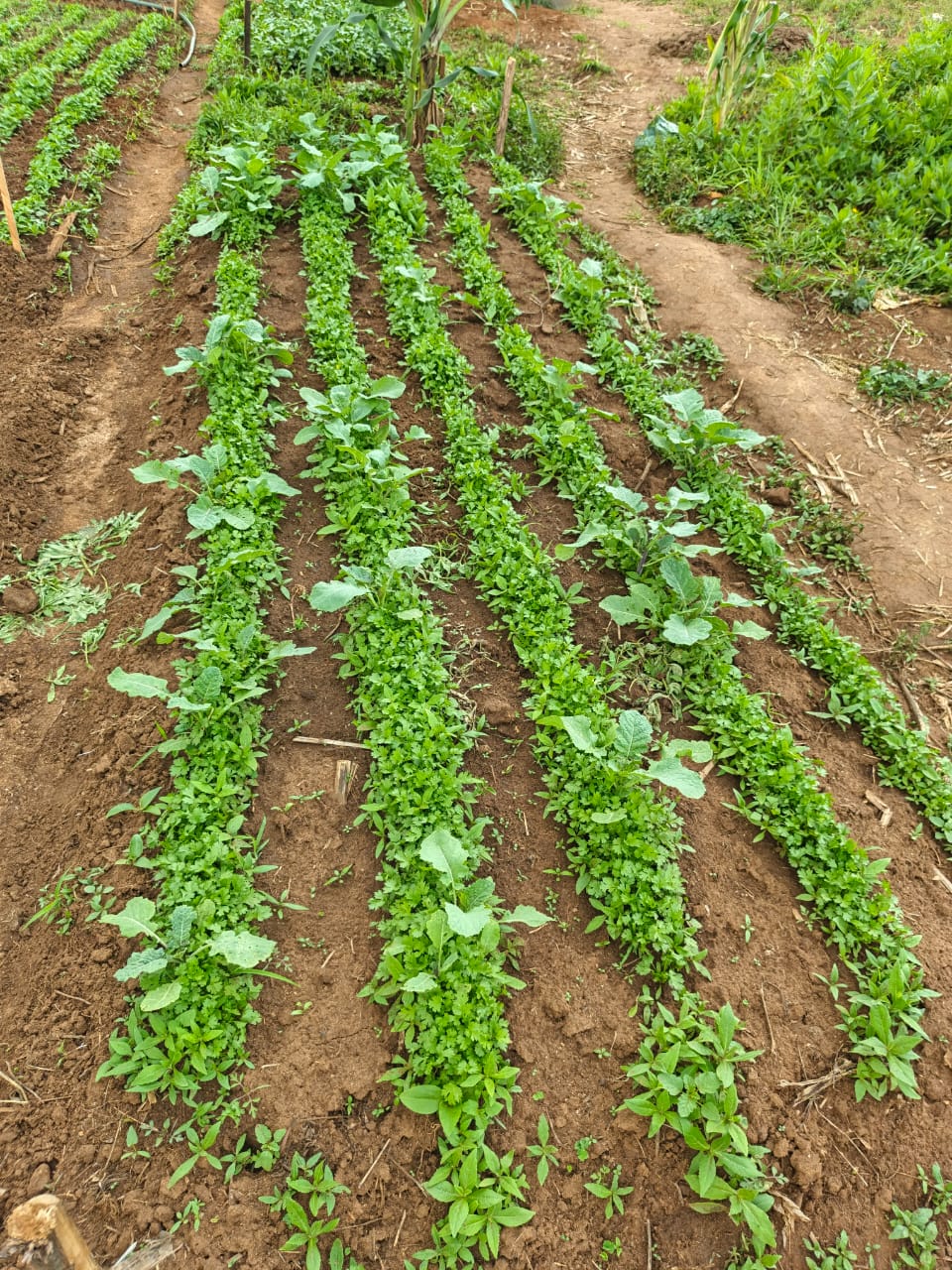 Mama Fresh Organic Gallery Image 8