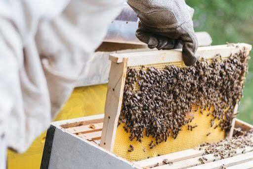 Apiculture