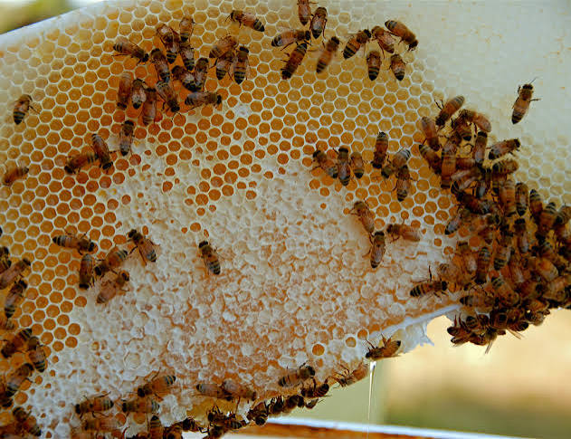Bee Farming