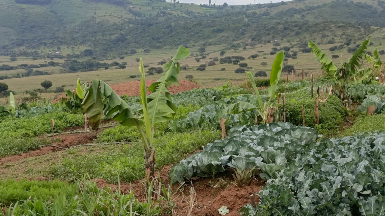 Bio-Intensive Farming