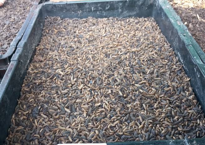 Black Soldier Flies