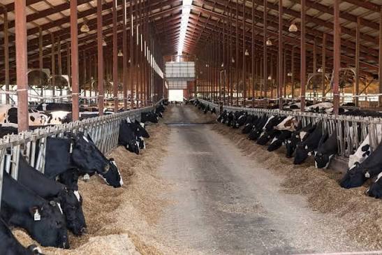 Livestock Farming