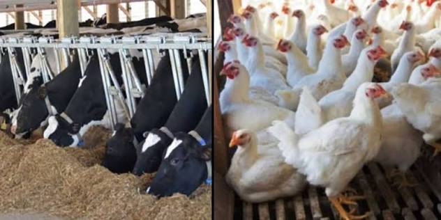 Poultry and Dairy